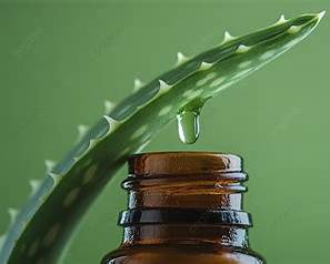 Steam-Distilled Aloe Vera Essential Oil (Aloe barbadensis): Uses, Benefits &amp; Blending Guide