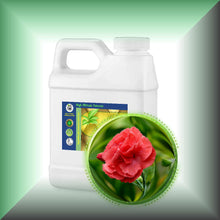 Carnation Absolute Oil (Dianthus Caryophyllus)