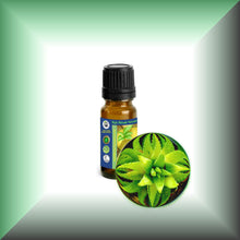 Aloe Vera Essential Oil (Aloe Barbadensis) Steam-Distilled
