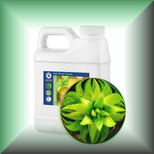 Aloe Vera Essential Oil (Aloe Barbadensis) Steam-Distilled Bulk Wholesale