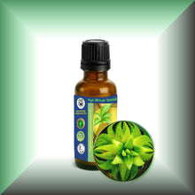 Aloe Vera Essential Oil (Aloe Barbadensis) Steam-Distilled