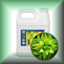 Aloe Vera Essential Oil (Aloe Barbadensis) Steam-Distilled Bulk Wholesale