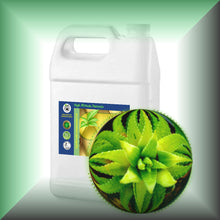 Aloe Vera Essential Oil (Aloe Barbadensis) Steam-Distilled Bulk Wholesale