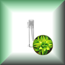 Aloe Vera Essential Oil (Aloe Barbadensis) Steam-Distilled Sample
