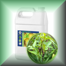 Black Peppercorn (Black Pepper, Piper Nigrum) Essential Oil