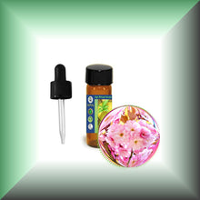 Cherry Blossom Absolute Essential Oil (Prunus serrulata)