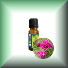 Chrysanthemum Essential Oil (Dendranthema Grandiflorum)