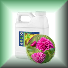 Chrysanthemum Essential Oil (Dendranthema Grandiflorum)