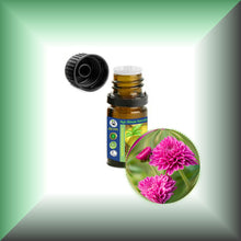 Chrysanthemum Essential Oil (Dendranthema Grandiflorum)