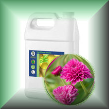 Chrysanthemum Essential Oil (Dendranthema Grandiflorum)