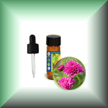 Chrysanthemum Essential Oil (Dendranthema Grandiflorum)
