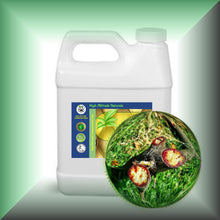 Pure Dragon’s Blood Liquid Resin – Croton Lechleri Sangre de Grado in a 32 fl oz jug.