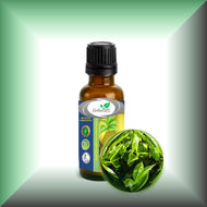 Green Tea (Camellia Sinensis) Absolute Essential Oil 1oz glass bottle