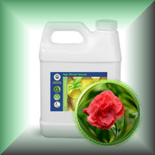 Carnation Absolute Oil (Dianthus Caryophyllus)