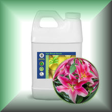 Lily Absolute Oil (Lilium Orientalis) 64 oz bulk wholesale