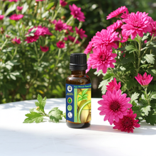 Chrysanthemum Essential Oil (Dendranthema Grandiflorum)