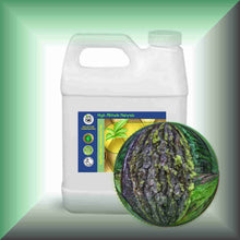 Tree Moss Absolute (Pseudevernia furfuracea) | Pine Tree Moss for Natural Perfumery 32oz jug with cap
