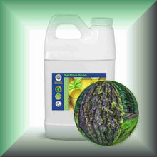 Tree Moss Absolute (Pseudevernia furfuracea) | Pine Tree Moss for Natural Perfumery 64oz jug with cap