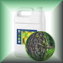 Tree Moss Absolute (Pseudevernia furfuracea) | Pine Tree Moss for Natural Perfumery 1 Gallon bulk size jug with cap