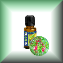 Pink Peppercorn (Pink Pepper, Schinus Molle) Essential Oil