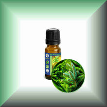 Silver Fir Needle Essential Oil (Abies alba) for Skin Care, Aromatherapy & Natural Perfumery 10ml bottle