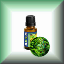Silver Fir Needle Essential Oil (Abies alba) for Skin Care, Aromatherapy & Natural Perfumery 15ml