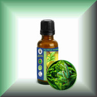 Silver Fir Needle Essential Oil (Abies alba) for Skin Care, Aromatherapy & Natural Perfumery 1oz bottle