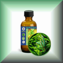 Silver Fir Needle Essential Oil (Abies alba) for Skin Care, Aromatherapy & Natural Perfumery 2oz