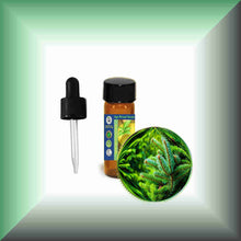 Silver Fir Needle Essential Oil (Abies alba) for Skin Care, Aromatherapy & Natural Perfumery dram