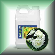 White Rose Essential Oil (Rosa Alba Otto) | Skin Care, Aromatherapy & Natural Perfumery