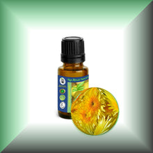 Wild Chrysanthemum Essential Oil (Dendranthema Indicum)