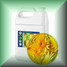 Wild Chrysanthemum Essential Oil (Dendranthema Indicum)