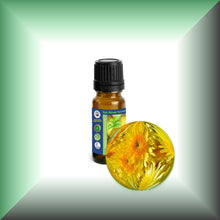 Wild Chrysanthemum Essential Oil (Dendranthema Indicum)