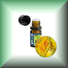Wild Chrysanthemum Essential Oil (Dendranthema Indicum)