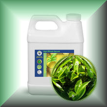 Green Tea Seed Oil for Face, Skin, Hair & Massage - Virgin, in a 32 fl oz jug.