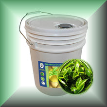 Green Tea Seed Oil for Face, Skin, Hair & Massage - Virgin, in a 5-gallon pail, bulk, wholesale size.