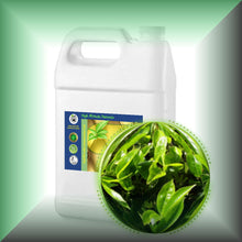 Green Tea Seed Oil for Face, Skin, Hair & Massage - Virgin, in a Gallon jug, bulk, wholesale size.