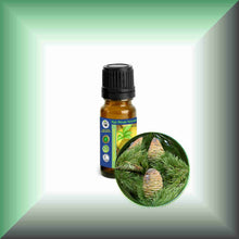 Himalayan Cedarwood Essential Oil (Cedrus deodara) – Aromatherapy, Skin Care & Perfumery  in a 10 ml bottle with euro dropper.