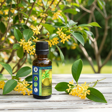 Osmanthus Absolute Essential Oil (Osmanthus Fragrans)