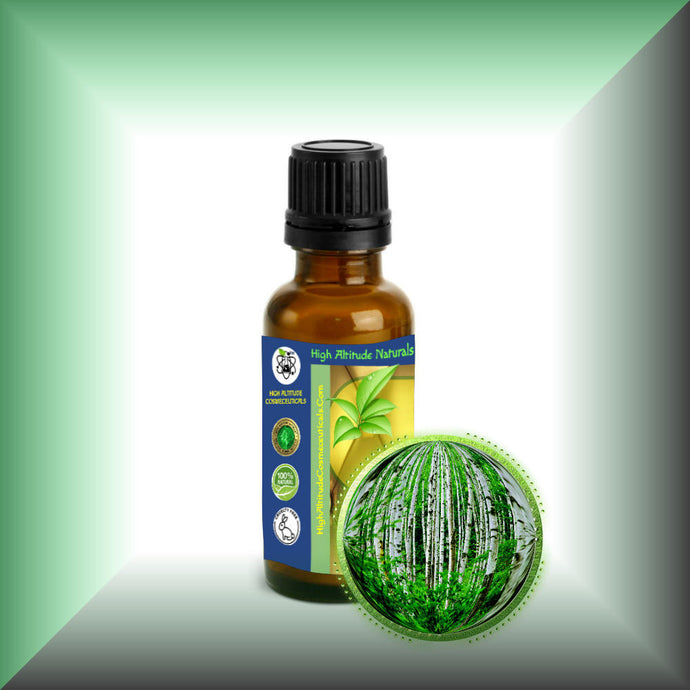 Birch Bud *Silver, European* Essential Oil (Betula Pendula)