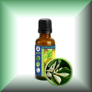 Champaca *White* Absolute Oil (Magnolia Alba)