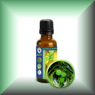 Cypress Essential Oil (Cupressus Sempervirens)