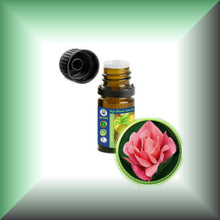 Tea Rose Absolute Essential Oil (Rosa Odorata, Rosa Hybrida)