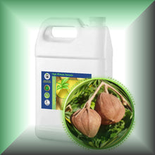 Virgin Andiroba Seed Oil for Face, Dry Skin, Hair and Massage in a Gallon size jug for bulk, wholesale purchases.