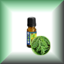 Cedar Leaf Essential Oil (Thuja occidentalis) – Aromatherapy, Skin Care & Perfumery in a 10ml glass bottle with euro dropper cap.