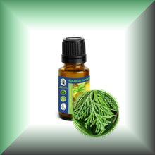 Cedar Leaf Essential Oil (Thuja occidentalis) – Aromatherapy, Skin Care & Perfumery in a 15ml glass bottle with a euro dropper cap.