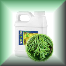 Cedar Leaf Essential Oil (Thuja occidentalis) – Aromatherapy, Skin Care & Perfumery in a 16 fl oz jug.