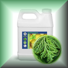 Cedar Leaf Essential Oil (Thuja occidentalis) – Aromatherapy, Skin Care & Perfumery in a 32 fl oz jug.