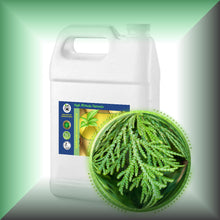 Cedar Leaf Essential Oil (Thuja occidentalis) – Aromatherapy, Skin Care & Perfumery in a Gallon jug, bulk, wholesale size.