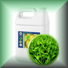 Green Tea Absolute Oil (Camellia Sinensis) buy bulk wholesale